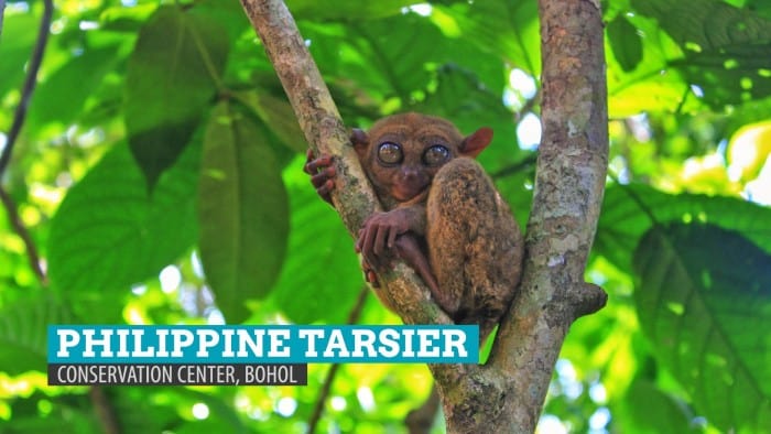 位于薄荷岛Loboc的菲律宾眼镜猴保护区