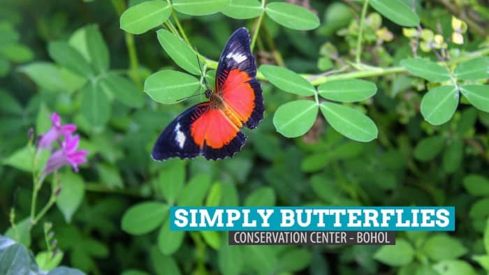简单蝴蝶保护中心:比拉尔，薄荷岛