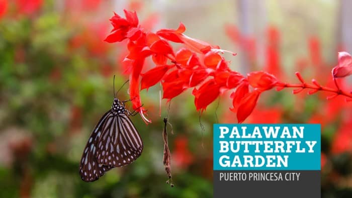 巴拉望蝴蝶花园:公主港的美丽和虫子