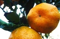 在岩石旅馆摘橘子