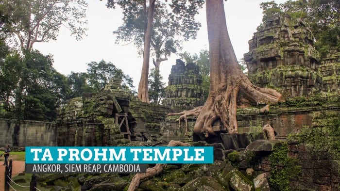 柬埔寨暹粒吴哥的Ta Prohm寺:破碎的拥抱