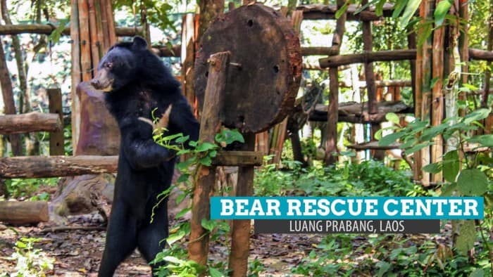 老挝琅勃拉邦Tat Kuang Si熊救援中心:非常爱熊