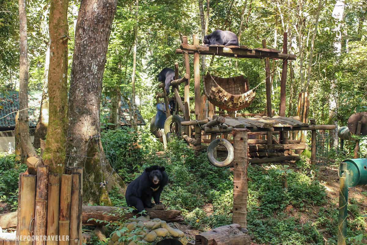 这些熊是从非法野生动物交易中解救出来的