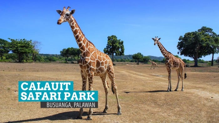 Calauit Safari公园：期待什么