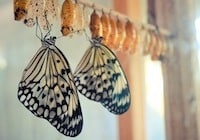 蝴蝶保育中心