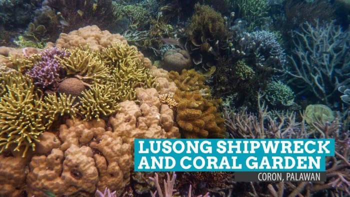 卢森沉船和珊瑚花园：菲律宾巴拉望兰市科伦的浅滩