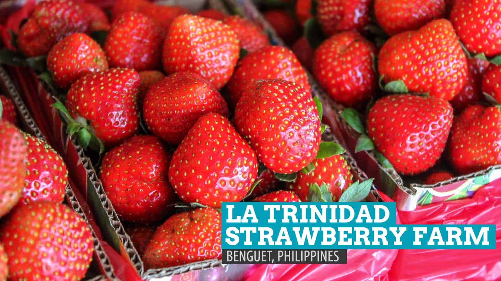La Trinidad Strawberry Farm：菲律宾本格特的心形疯狂