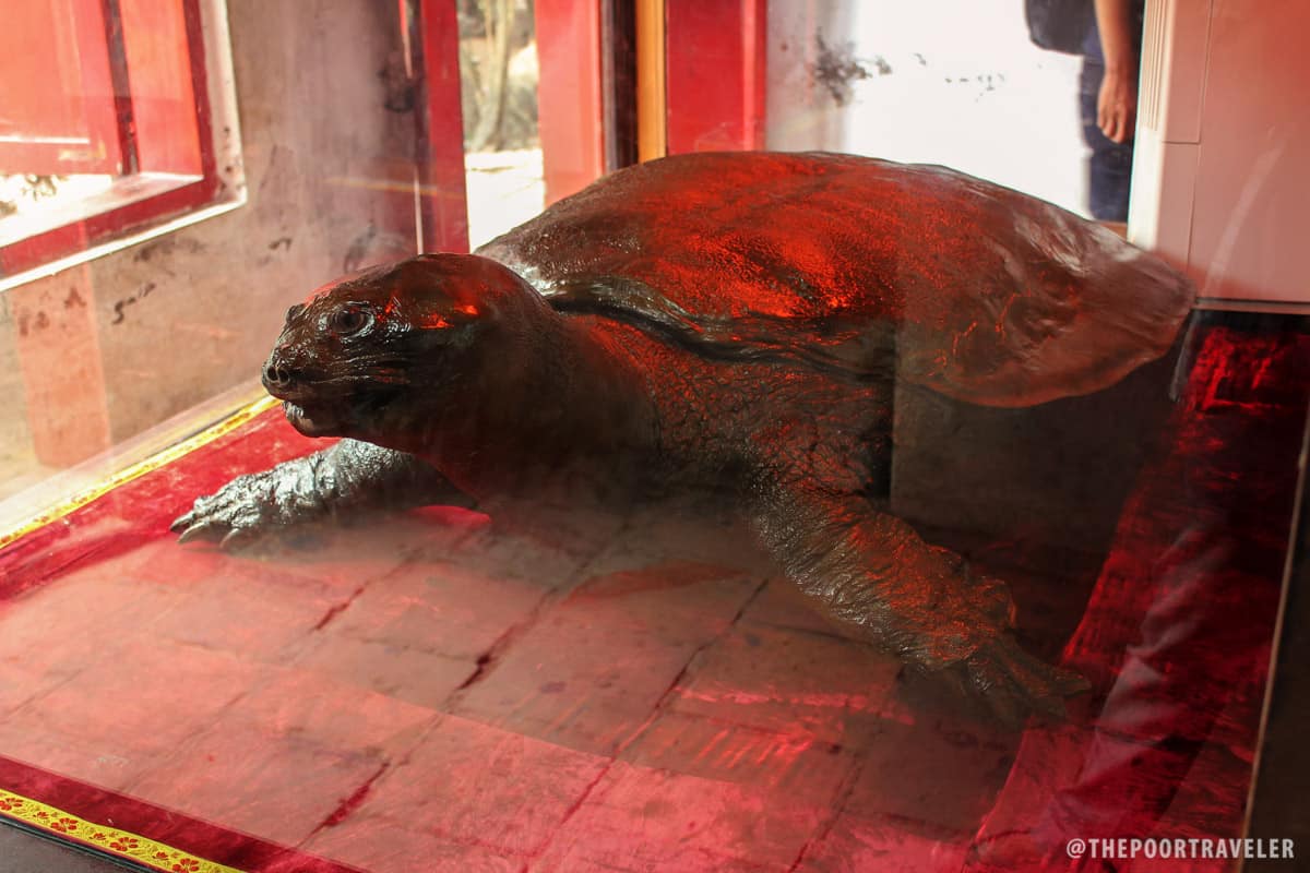 20世纪60年代，一只重达250公斤的巨龟被捕获。据说它被捕获时已经有500岁了。