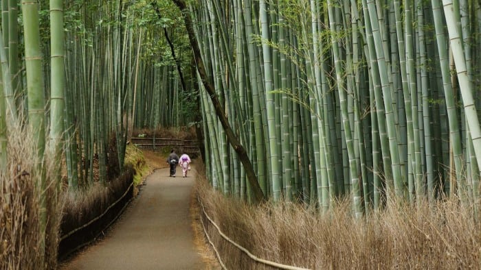 快照：Arashiyama竹林的恋人 - 日本京都