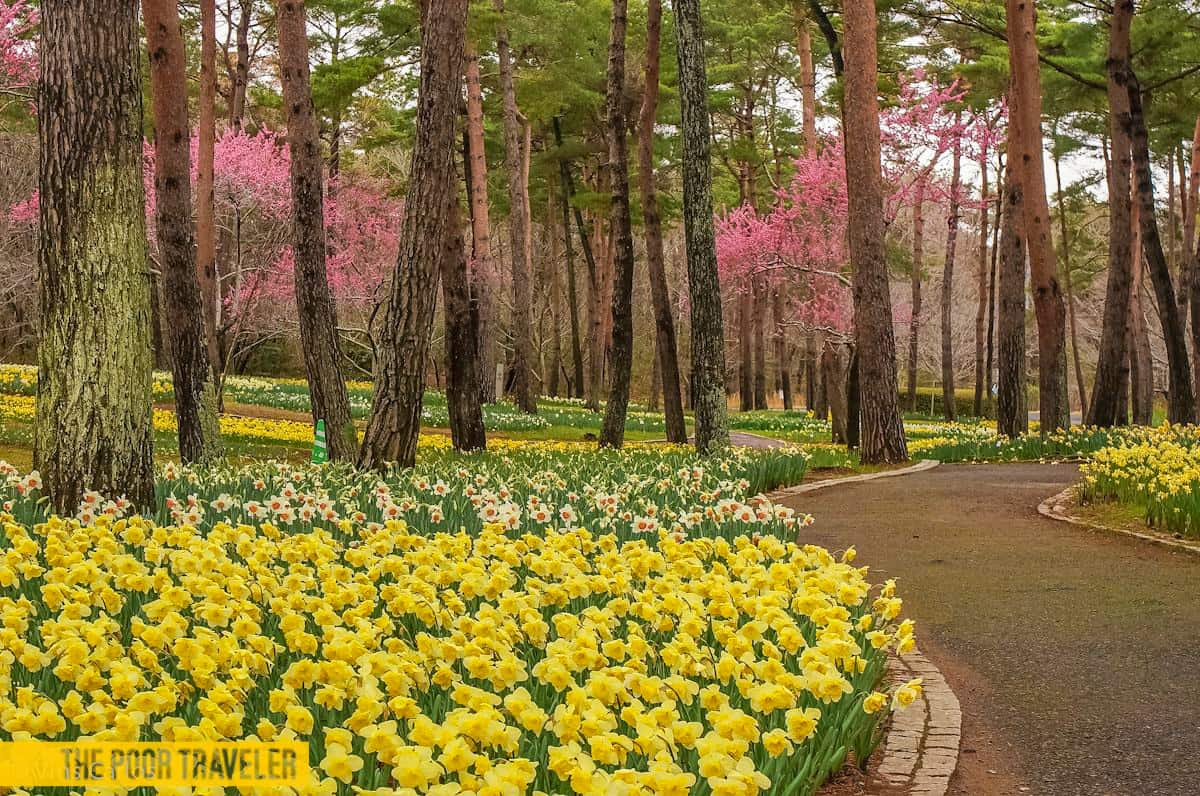 日立海边公园：日本伊巴拉基的早春开花