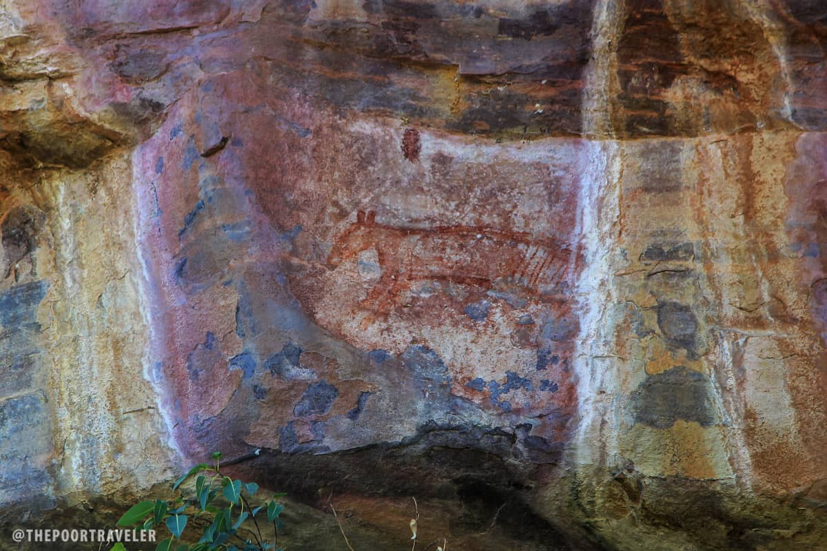 甲状腺素（塔斯马尼亚老虎）已经灭绝了2  -  3千年，但这里的古老居民能够描绘出一张图像。