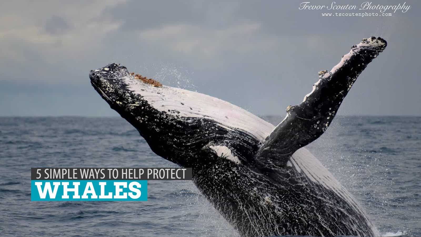 帮助保护鲸鱼的5种简单方法