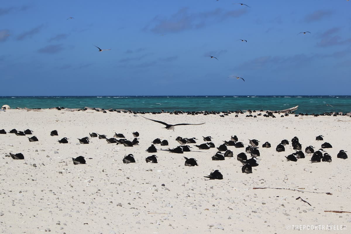 米迦勒马斯礁是许多种燕鸥的繁殖地。
