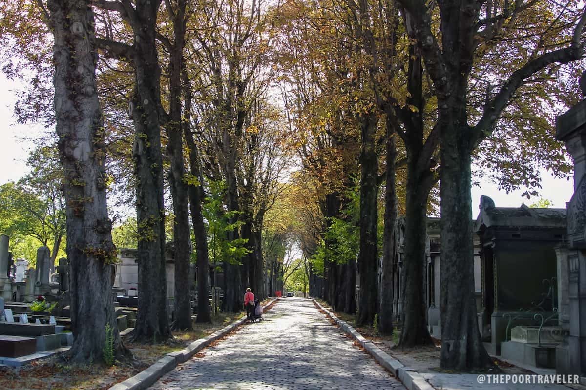公墓的主要街道两旁耸立着高耸的树木