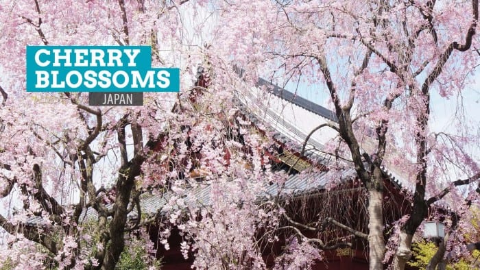10张日本樱花的照片