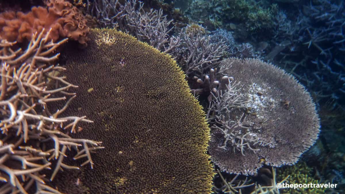 芦松珊瑚园，珊瑚园