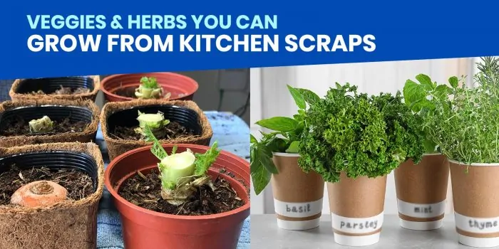 您可以从厨房碎片中生长的10种蔬菜和草药