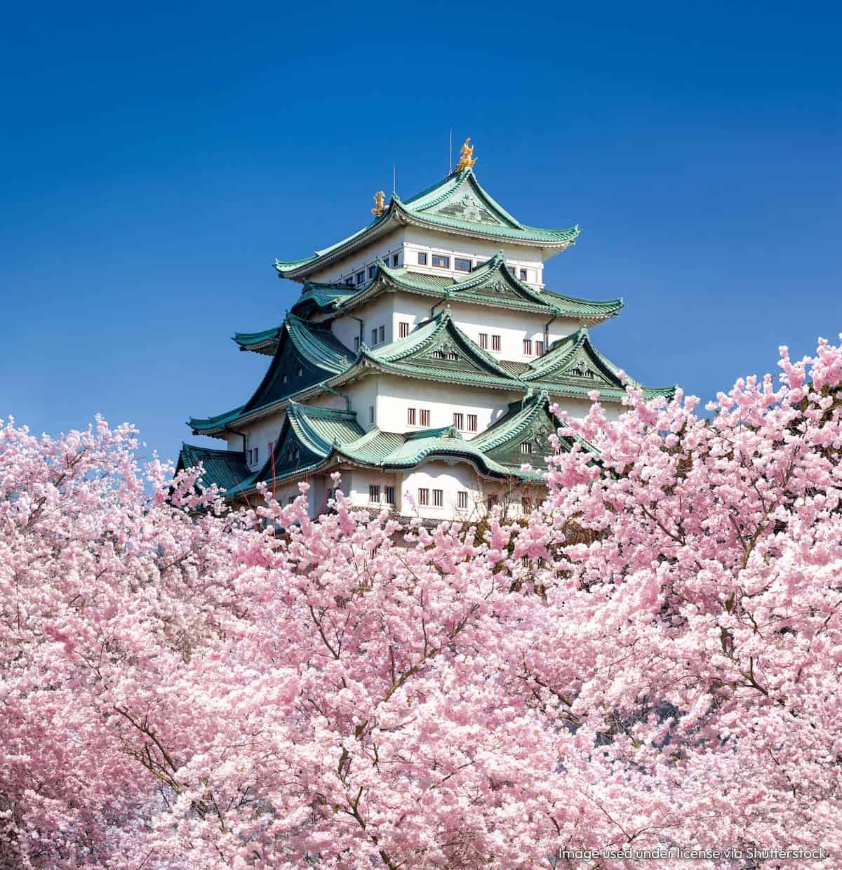 春天的名古屋城堡樱花盛开