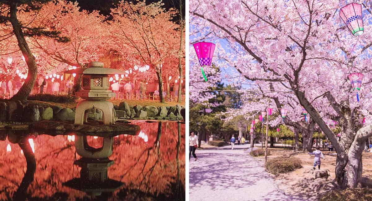 日本罗霍公园的樱花